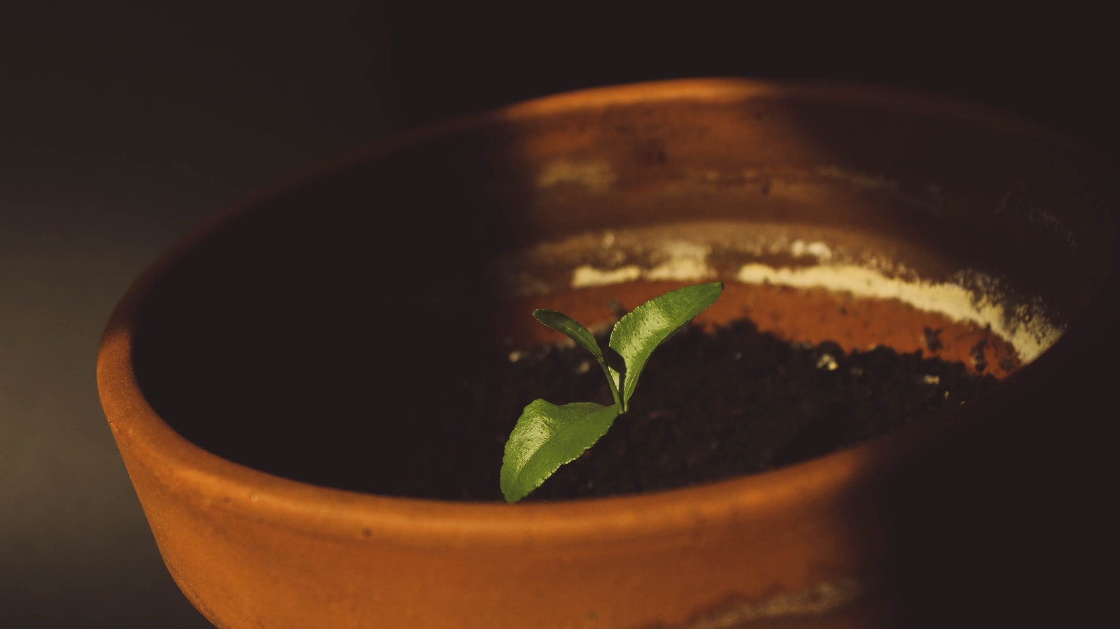 green leafed potted plant