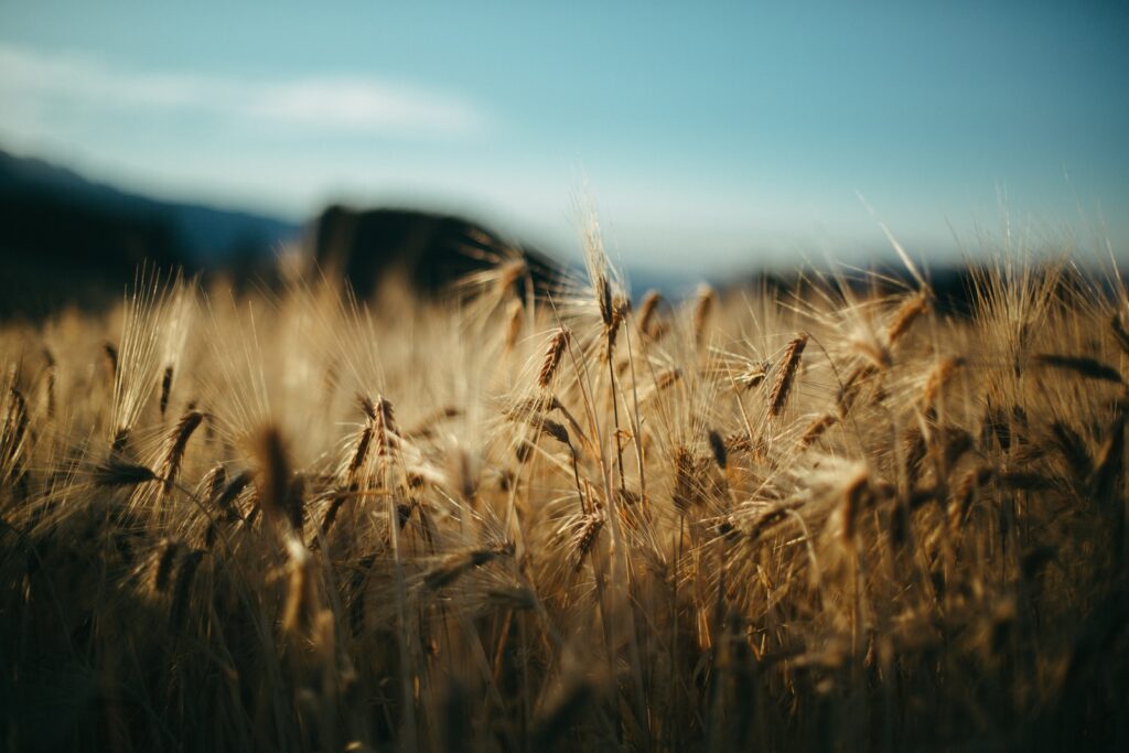 close-up photo of brown grass field under blue and white sky at daytime