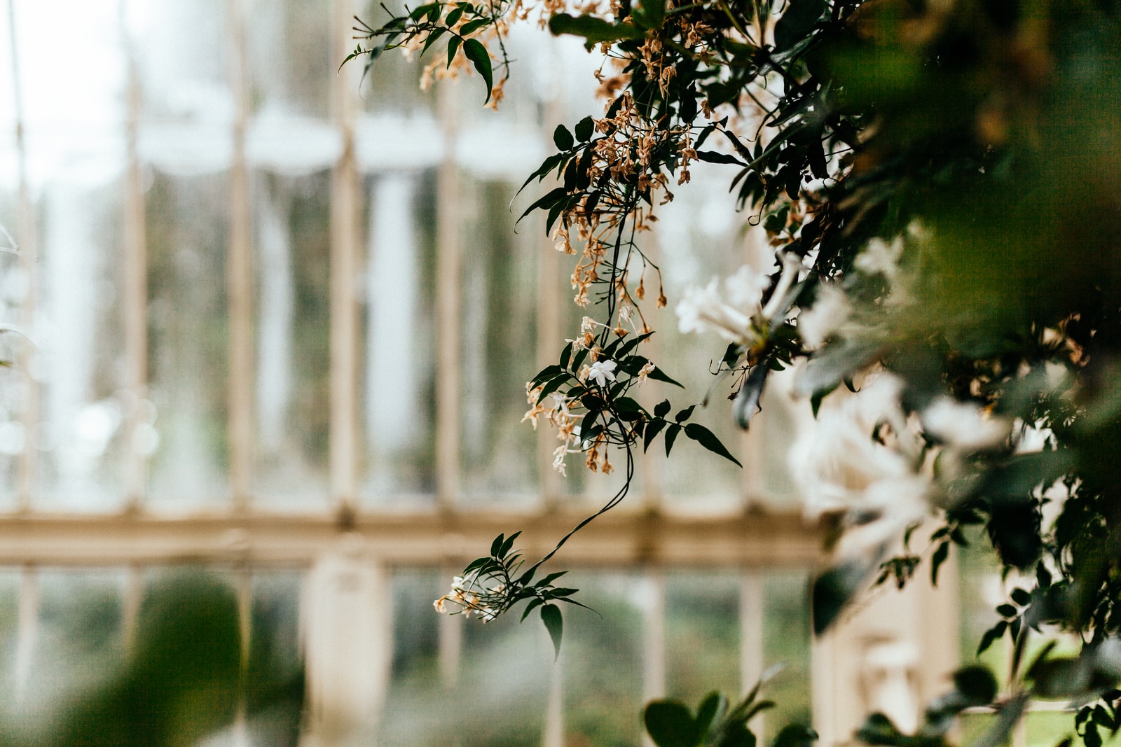 shallow focus photography of white flowers