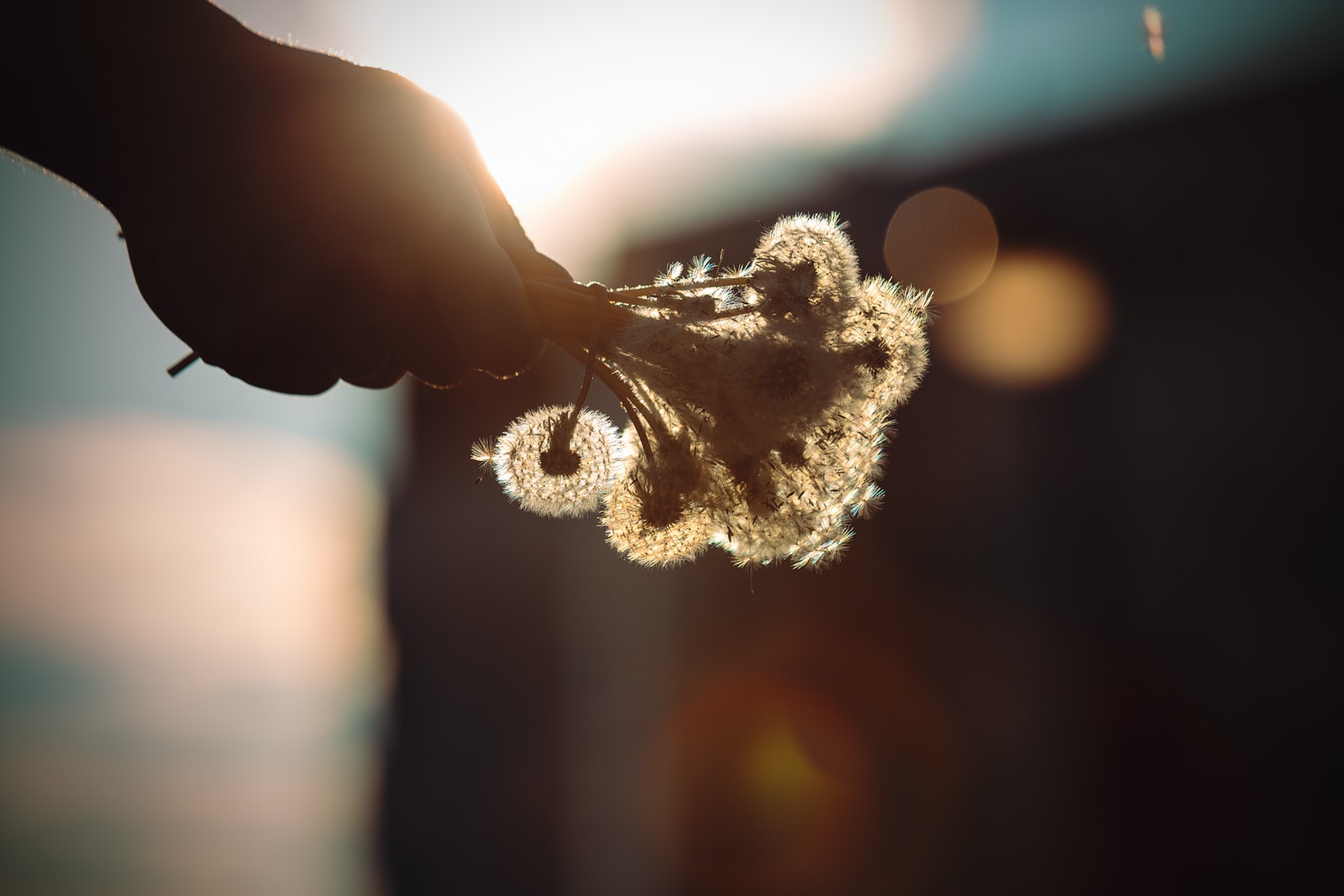 person holding white flower during daytime