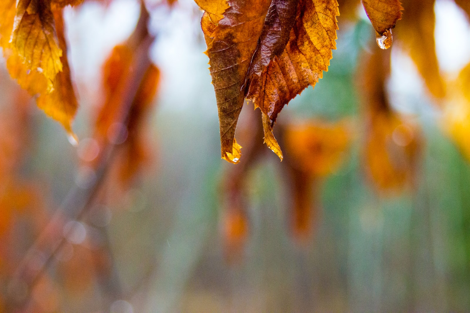 brown and green leaf in tilt shift lens