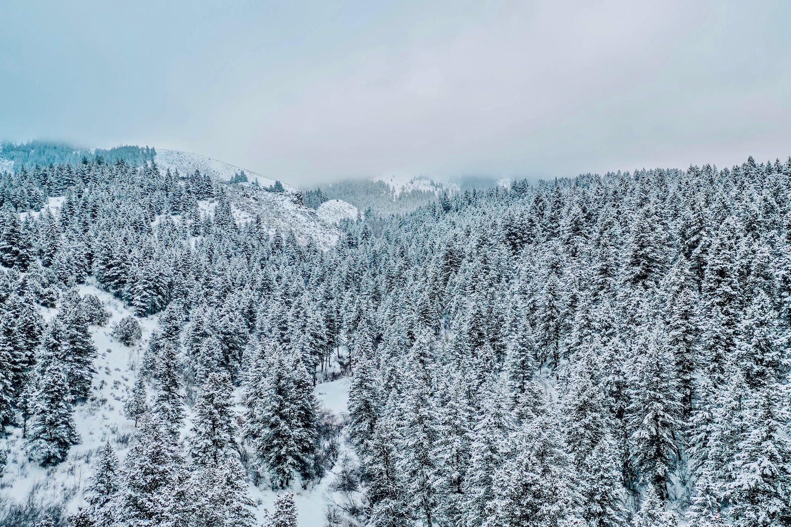 gray pine trees covered with snow during daytime